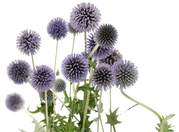 Echinops como parte da árbore Hondro Sol Valgus